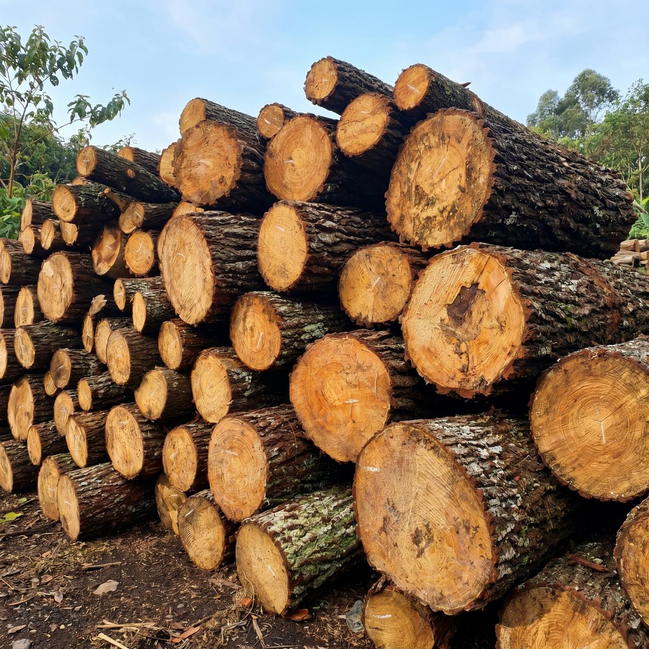 Workshop Mainan Kayu